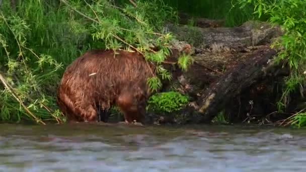 ブラウンは川でザリガニのサーモンを釣る カムチャッカ ブラウン ベアー Ursus Arctos Piscator 自然生息地 日没の光 ロシアのカムチャッカ — ストック動画