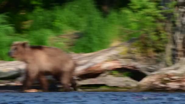 棕熊在河边钓鱼 这是一条大麻哈鱼 堪察加棕熊 Ursus Arctos Piscator 自然栖息地夕阳西下俄罗斯堪察加半岛 — 图库视频影像