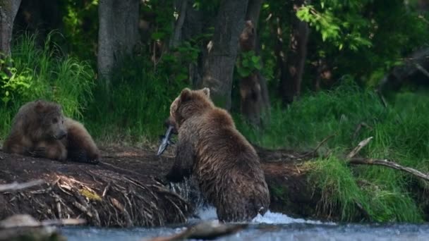 Medvěd Hnědý Loví Lososa Řece Kamčatka Medvěd Hnědý Vědecké Jméno — Stock video