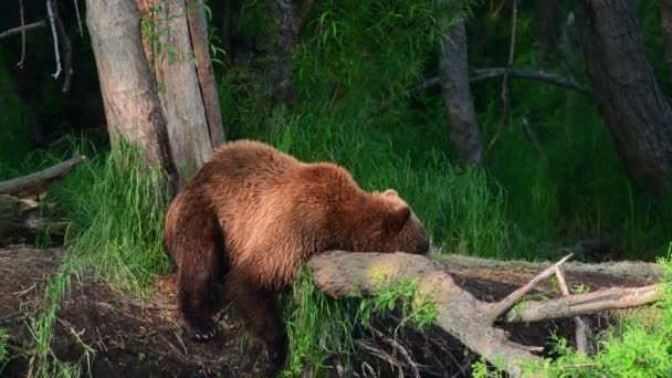Medvěd Hnědý Loví Lososa Řece Kamčatka Medvěd Hnědý Vědecké Jméno — Stock video