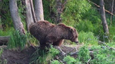Nehirde somon balığı avlayan kahverengi ayı. Kamçatka kahverengi ayısı, bilimsel adı Ursus Arctos Piscator. Doğal yaşam alanı. Gün batımı ışığı. Kamçatka, Rusya