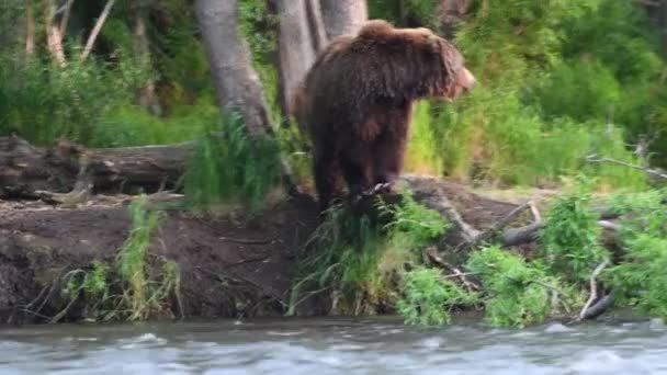 Brunbjörn Fiske Sockeye Lax Vid Flod Kamtjatka Brunbjörn Vetenskapligt Namn — Stockvideo