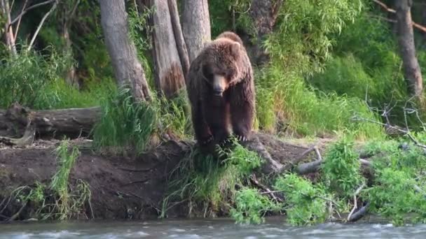 Brązowy Niedźwiedź Łowiący Łososia Przy Rzece Kamczatka Niedźwiedź Brunatny Nazwisko — Wideo stockowe