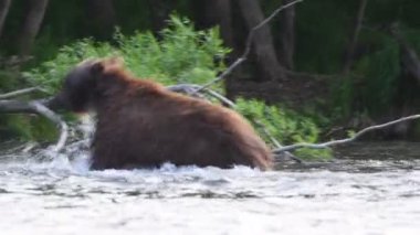Kahverengi ayı bir somon için nehre dalıyor. Kahverengi ayı somon balığı avlıyor. Kahverengi ayı, somon balığını nehirde kovalıyor. Kamçatka kahverengi ayısı, bilimsel adı Ursus Arctos Piscator. Doğal yaşam alanı. 