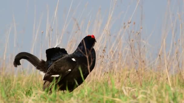 Grouse Negro Macho Temporada Cría Sitio Lek Primavera Black Grouse — Vídeos de Stock