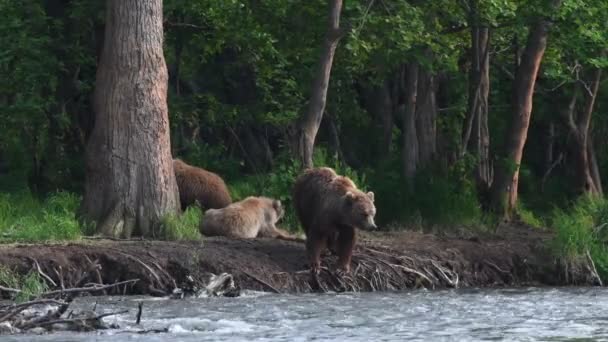 Medvěd Mláďaty Břehu Řeky Medvěd Chytá Ryby Pro Mláďata Kamčatka — Stock video
