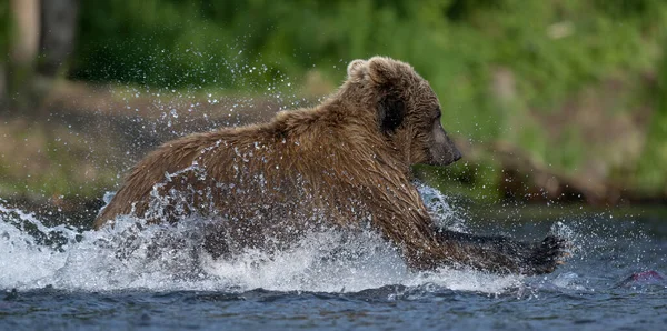 棕熊在河里跑来跑去 钓鲑鱼 棕熊在河里追大麻哈鱼 堪察加棕熊 Ursus Arctos Piscator 自然栖息地俄罗斯堪察加半岛 — 图库照片