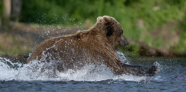 Braunbär Läuft Auf Dem Fluss Und Angelt Nach Lachsen Braunbär — Stockfoto