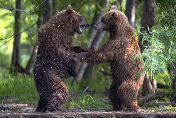 Dois Ursos Castanhos Sobre Patas Traseiras Lutam Floresta Verão Urso — Fotografia de Stock
