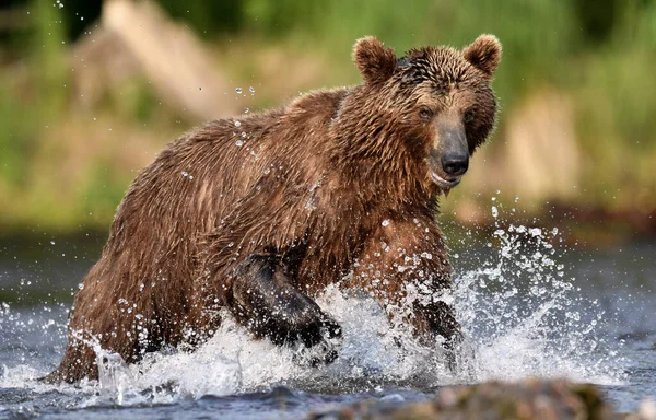 Bruine Beer Loopt Rivier Vist Zalm Bruine Beer Jaagt Voetbal — Stockfoto