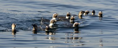 Yüzme penguenler. Afrika penguen (Spheniscus demersus)
