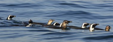 Yüzme penguenler. Afrika penguen (Spheniscus demersus)