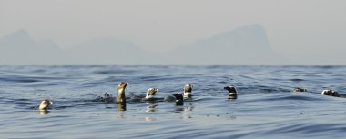 Yüzme penguenler. Afrika penguen (Spheniscus demersus)