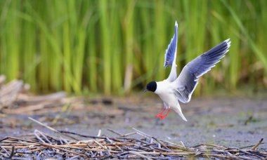 siyah başlı martı (Larus ridibundus) 