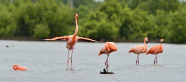 Amerikan Flamingoları (Feenicopterus ruber) ) 