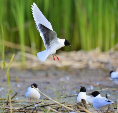 siyah başlı martı (Larus ridibundus) 