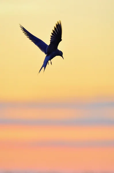 Trauerseeschwalbe auf dem Flug zum Sonnenuntergang — Stockfoto