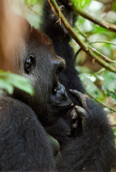 Gorilas de las tierras bajas occidentales. —  Fotos de Stock