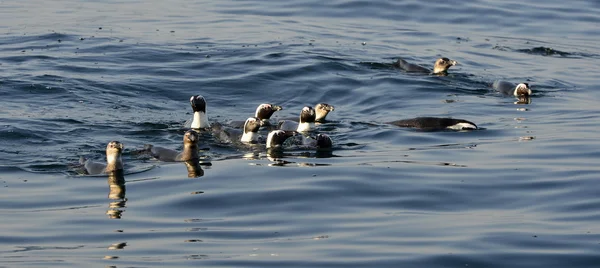 Úszás pingvinek. A Pápaszemes pingvin (egyede megtalálható demersus) — Stock Fotó