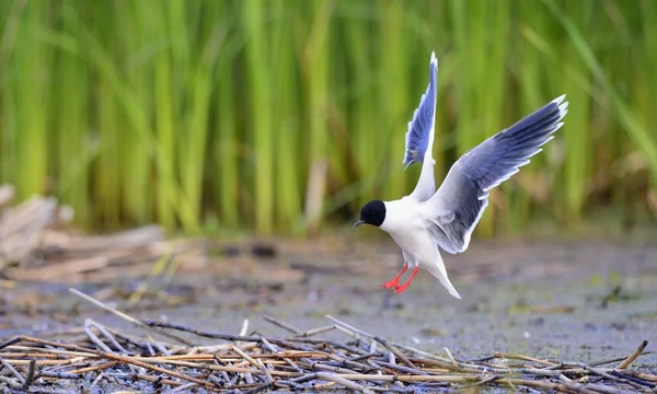 กัลลัสหัวดํา ( Larus ridibundus ) — ภาพถ่ายสต็อก