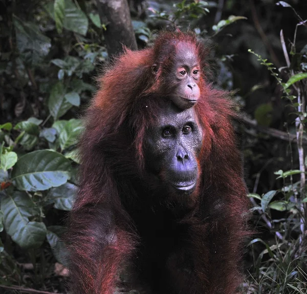 Madre Orangután y Bebé — Foto de Stock