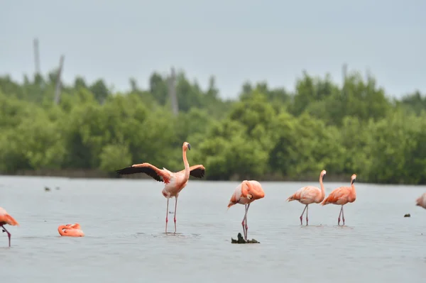 Amerikaanse Flamingo's (Phoenicopterus ruber ) — Stockfoto