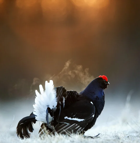 Lekking Black Grouse — Stockfoto