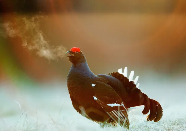 Lekking Kara Orman Tavuğu — Stok fotoğraf