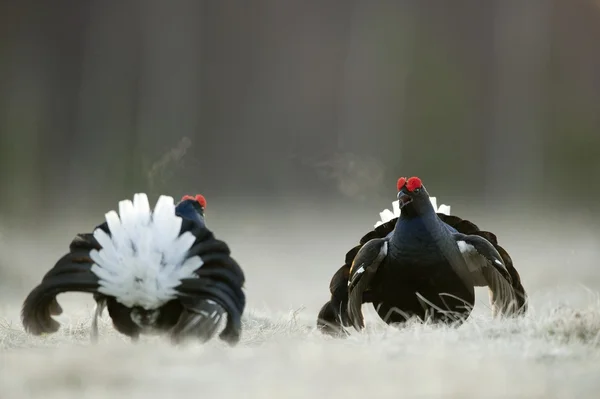 Lekking Black Grouse — Stock Photo, Image