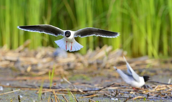 비행 하는 검은 머리 갈매기 (Larus ridibundus) 앞 — 스톡 사진