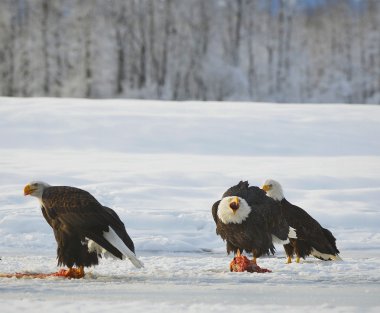 Kel kartallar ( Haliaeetus leucocephalus )