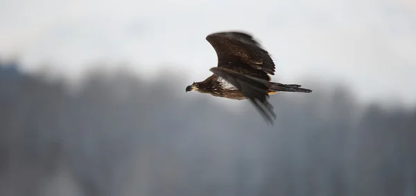 Uçan kel kartal — Stok fotoğraf