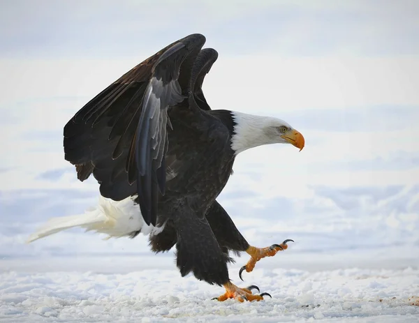 A águia careca pousou — Fotografia de Stock