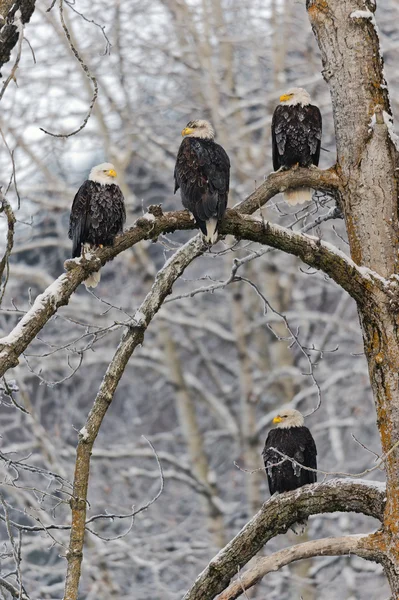 Bald eagle siedzący na gałęzi śnieg — Zdjęcie stockowe