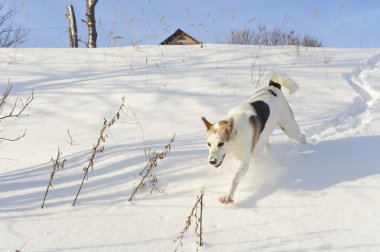 Husky çalıştıran 