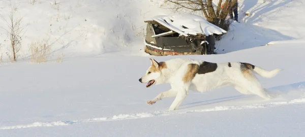 Laufender Husky — Stockfoto