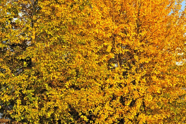 Herbstblätter — Stockfoto