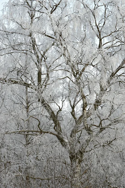 Winter berk — Stockfoto