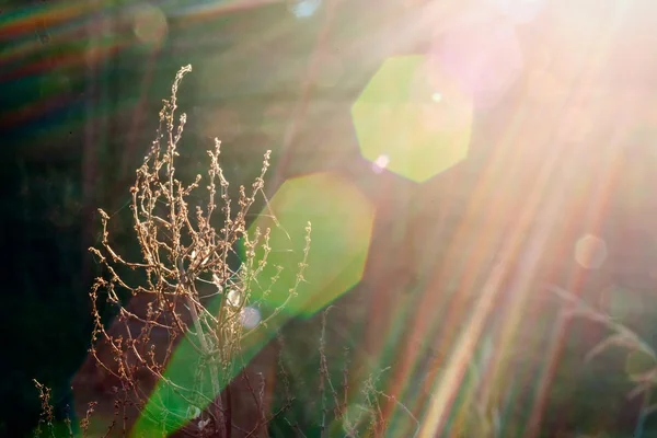 Outono Vintage Fundo Com Plantas Retro Queda — Fotografia de Stock