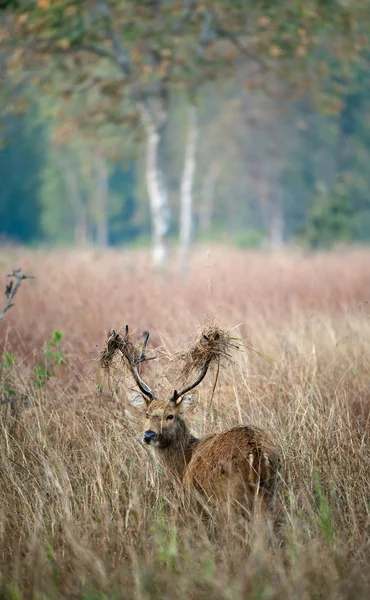 Cerf avec une herbe sur les cornes . — Photo