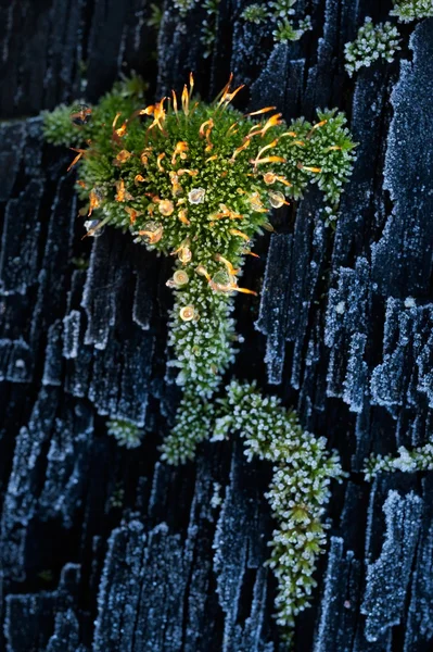 冷冻的树皮长满了苔藓 — 图库照片