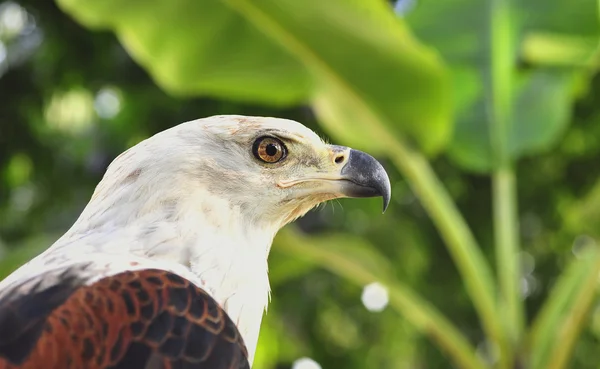 Afrikanska fisk örn (haliaeetus vocifer) porträtt av en afrikansk fisk örn — Stockfoto