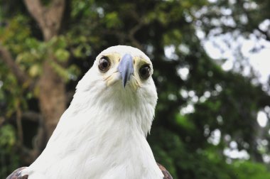 Afrika balık kartalı (haliaeetus vocifer) portre Afrika balık kartal 