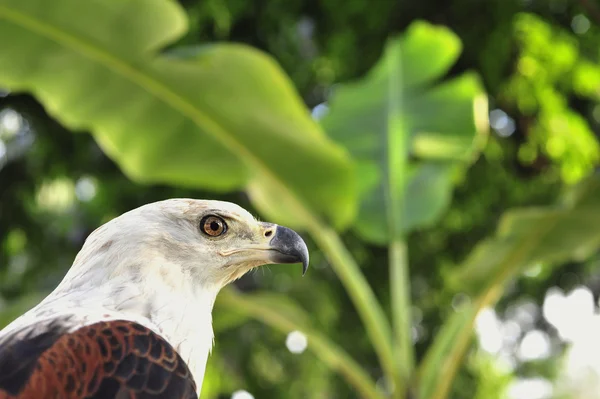 Der Afrikanische Fischadler Haliaeetus Vozifer Porträtiert Einen Afrikanischen Fischadler Aus — Stockfoto