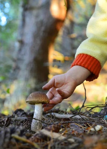 Pequena mão e cogumelo — Fotografia de Stock