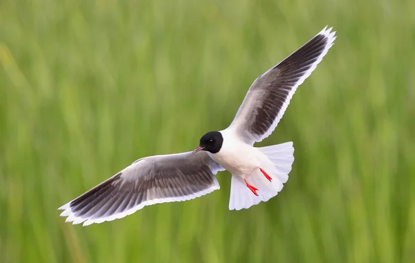 Летающая чайка (Larus ridibundus) — стоковое фото