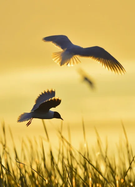 Eine fliegende Schwarzkopfmöwe. Gegenlicht. — Stockfoto