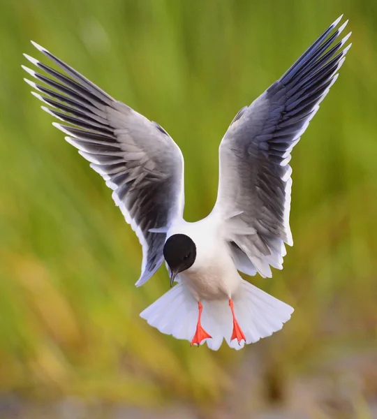 Flying Gull (Larus ridibundus) — Stock Photo, Image