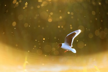 Uçan Karabaş martı. Arka ışık.