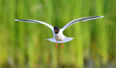 Uçan Martı (Larus ridibundus) 